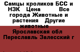 Самцы кроликов БСС и НЗК › Цена ­ 400 - Все города Животные и растения » Другие животные   . Ярославская обл.,Переславль-Залесский г.